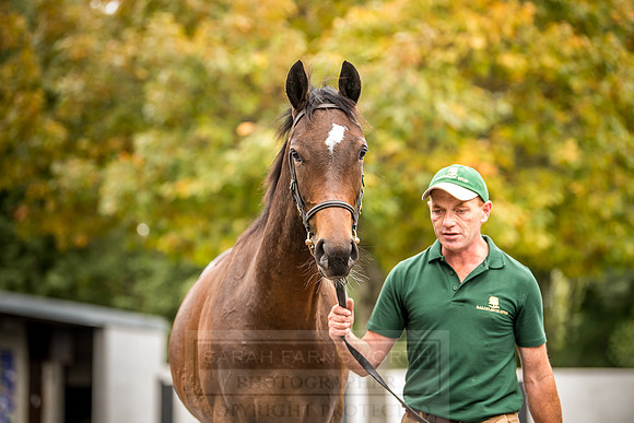 Goffs Orby 2018 Day 2-205