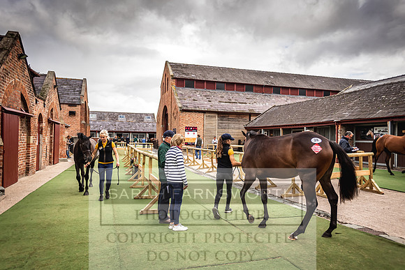 Goffs Yorton Sale 2022-46