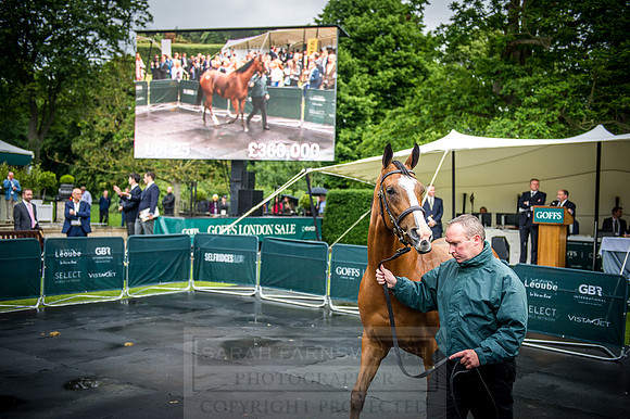 Goffs London Sale 2016-372
