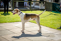 Ardingly Foxhounds 2015-15