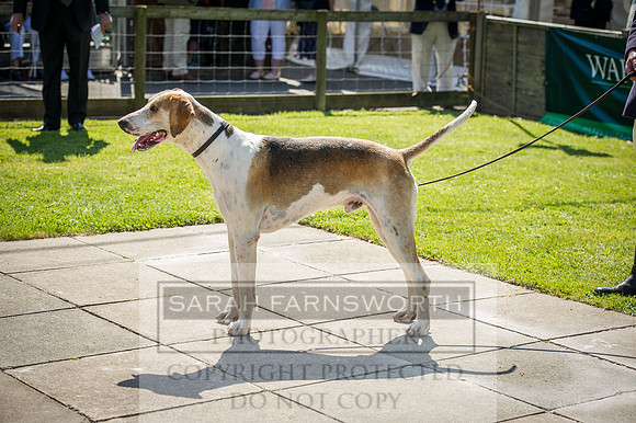 Ardingly Foxhounds 2015-15