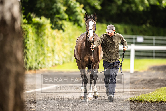 Goffs Land Rover Sale 2022-498