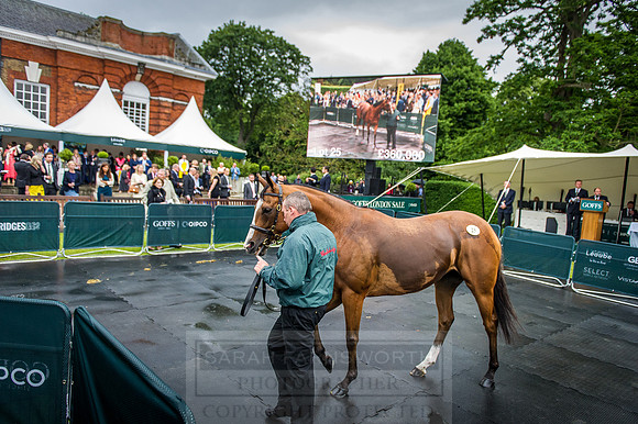 Goffs London Sale 2016-377