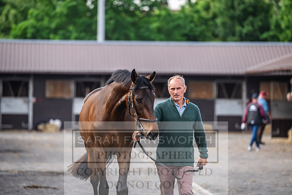 Goffs UK Spring Sale 2024-186