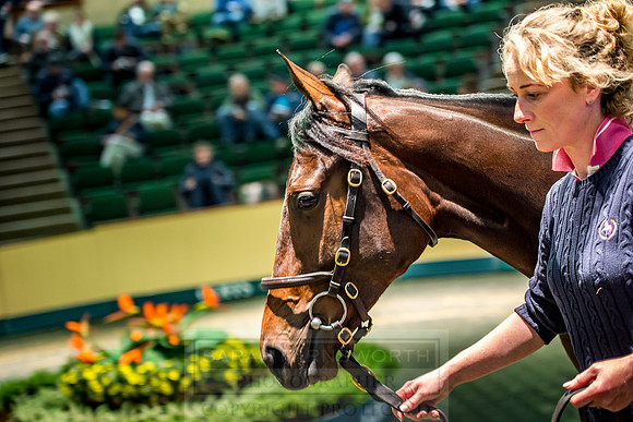 Goffs Orby 2018 Day 1-296