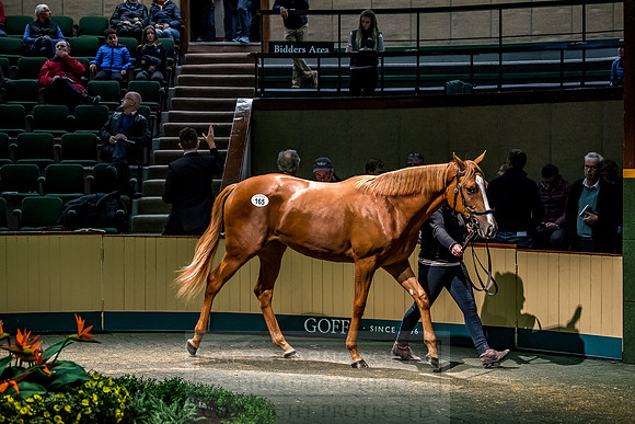 Goffs Orby 2018 Day 1-401