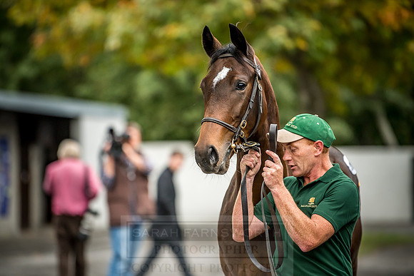 Goffs Orby 2018 Day 2-196