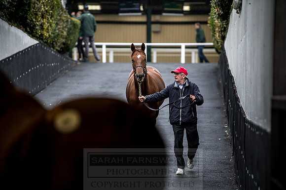 Goffs Orby 2018 Day 1-210