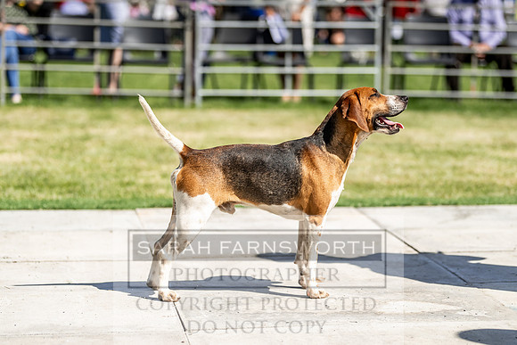 Builth Hound Show 2019-42