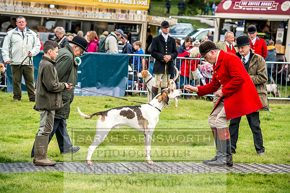 Lowther Hound Show 2017-53