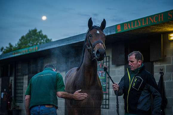 Goffs Orby 2015 -64