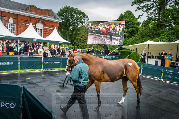 Goffs London Sale 2016-379
