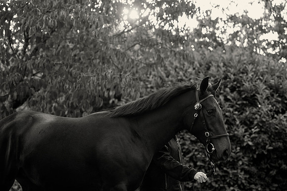 Goffs Orby14 CF1 459 bw