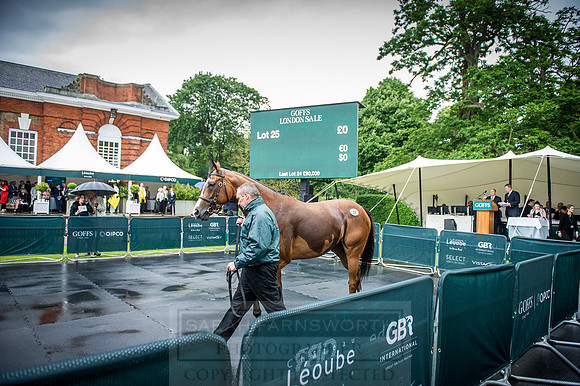 Goffs London Sale 2016-358