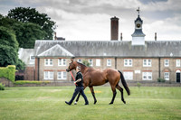Goffs London Sale 2019-14