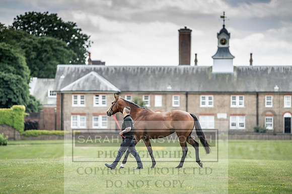 Goffs London Sale 2019-14