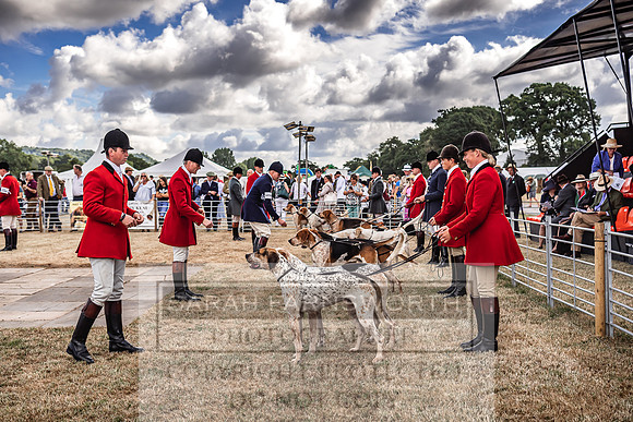 Honiton Hound Show 2022-8