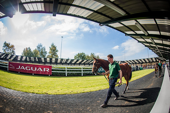 Goffs Orby 2015 -583