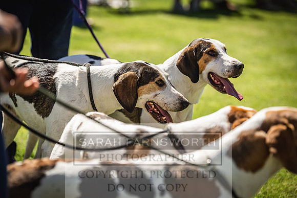 Rydal Hound Show 2022-54