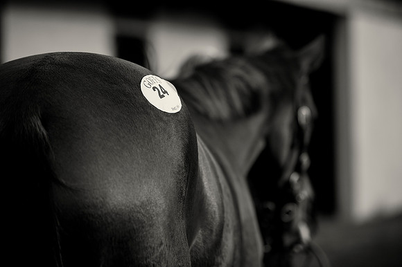 Goffs Orby14 CF1 255 bw