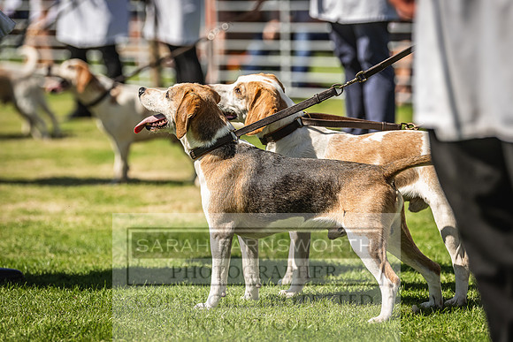 Rydal Hound Show 2022-37