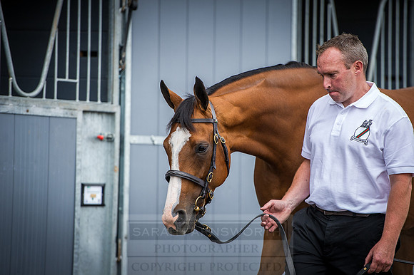 Goffs London Sale 2016-126