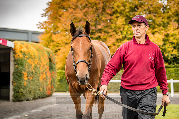 Goffs Orby 2018 Day 1-84