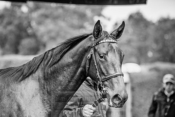Goffs Orby 2018 Day 2-129