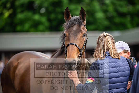 Goffs UK Spring Sale 2024-63