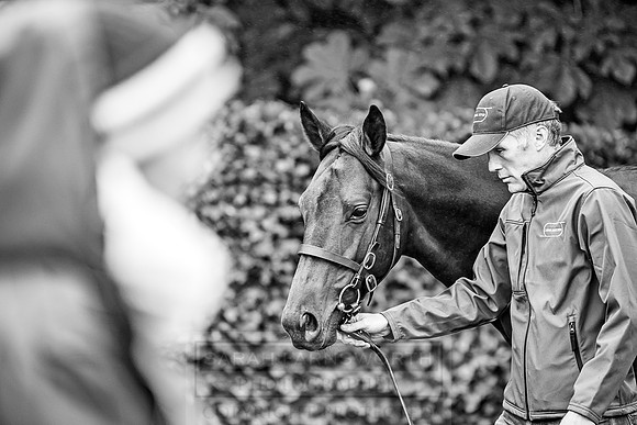 Goffs Orby 2018 Day 2-64