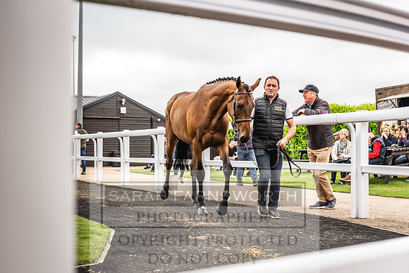 Goffs UK Spring Sale 2024-116