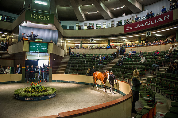 Goffs Orby 2015 -246