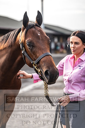 Goffs UK PY24-275