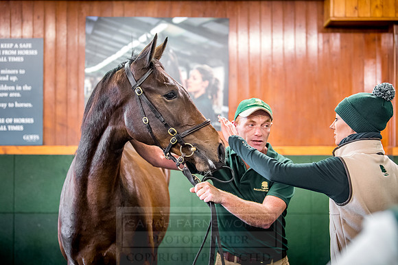 Goffs Orby 2018 Day 2-151