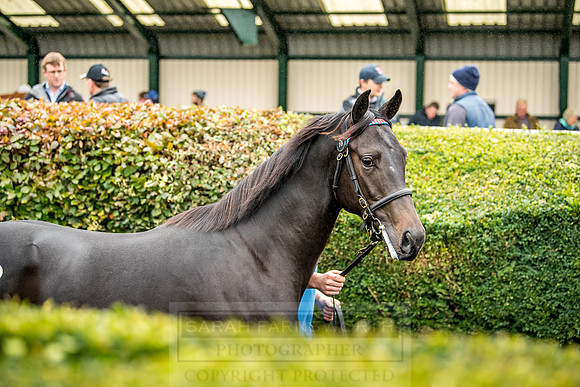 Goffs Orby 2018 Day 1-166