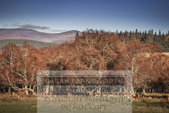 Glen Muick Deer Park-25