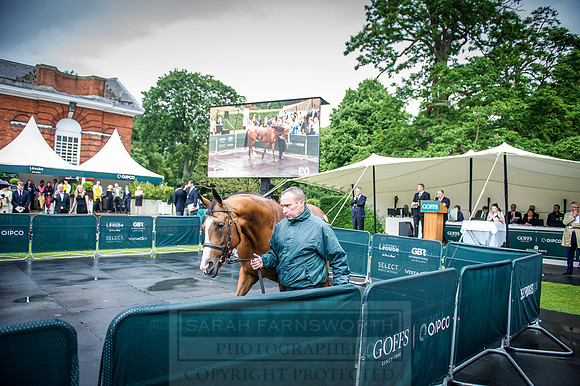 Goffs London Sale 2016-364