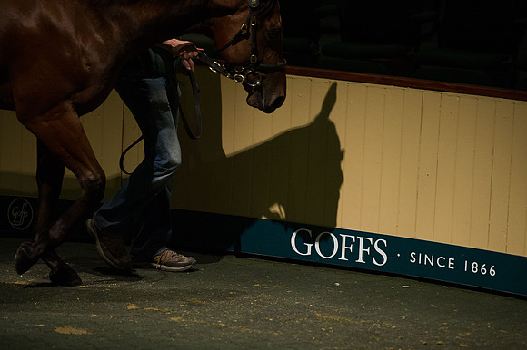 Goffs Orby14 CF5 115