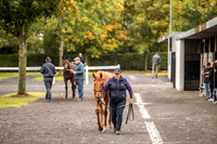 Goffs Orby 2018 Day 1-1