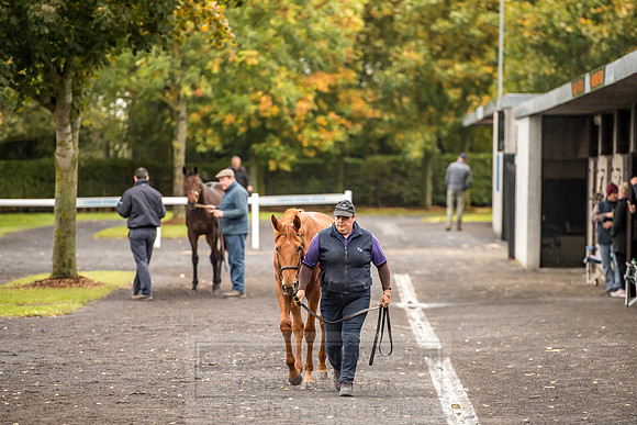 Goffs Orby 2018 Day 1-1