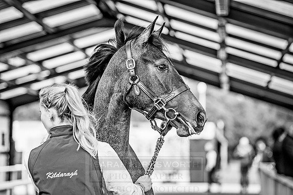 Goffs Orby 2018 Day 2-104