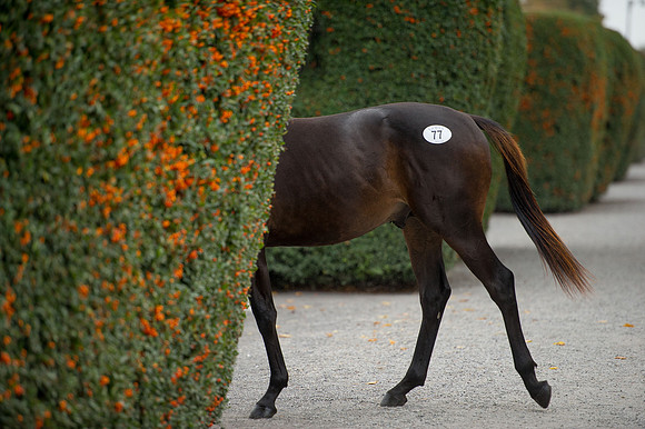 Goffs Orby14 CF5 506
