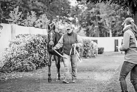 Goffs Orby 2018 Day 2-54