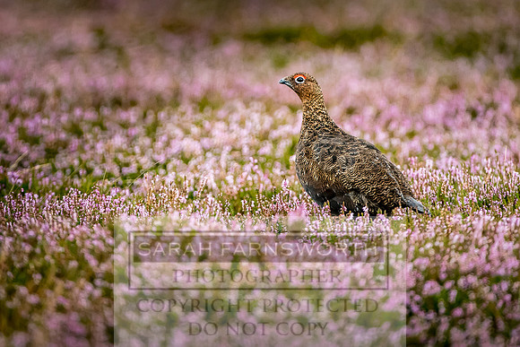 Red Grouse-19