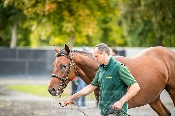 Goffs Orby 2018 Day 1-340