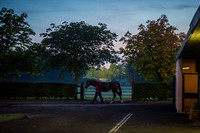 Goffs Orby 2015 -8