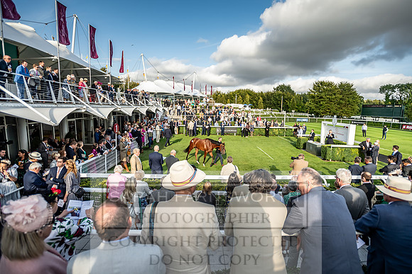 Goodwood Sale 2019 wide view