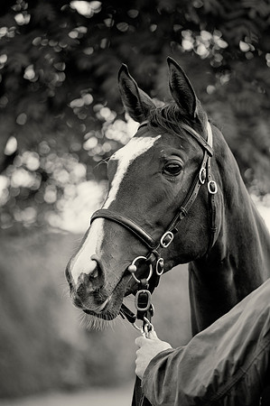 Goffs Orby14 CF1 151 bw