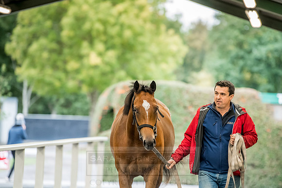 Goffs Orby 2018 Day 2-226
