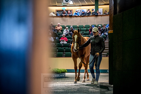 Goffs Orby 2018 Day 1-204